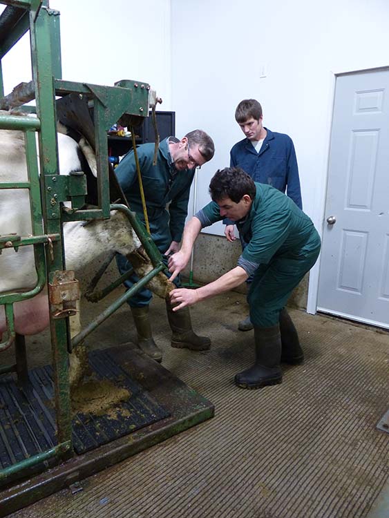 Progressive Dairyman Interview Action