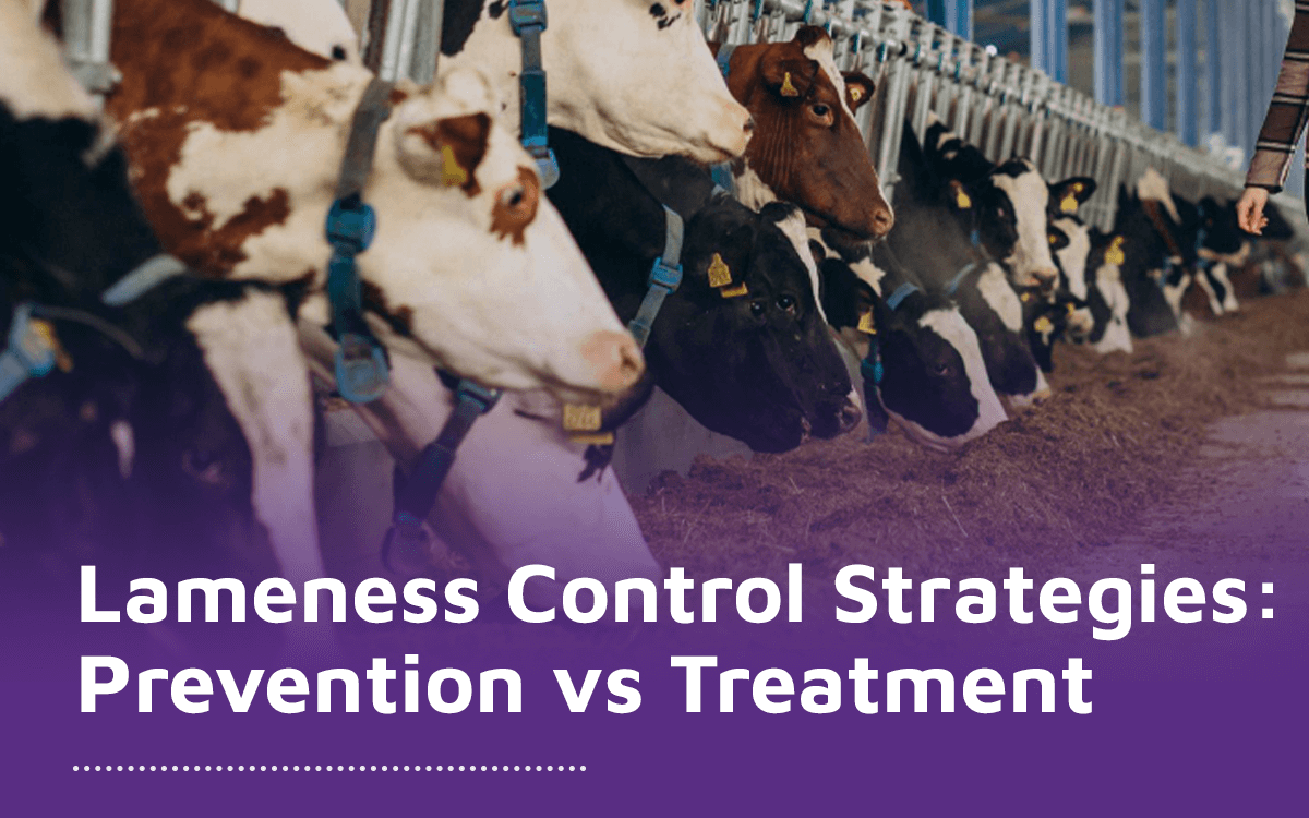 Lameness Control Strategies - Prevention or Treatment