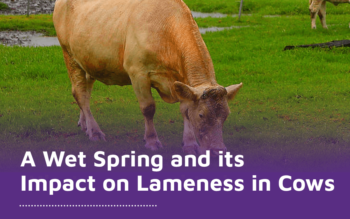 Lameness in Cows: A Wet Spring and its Impact