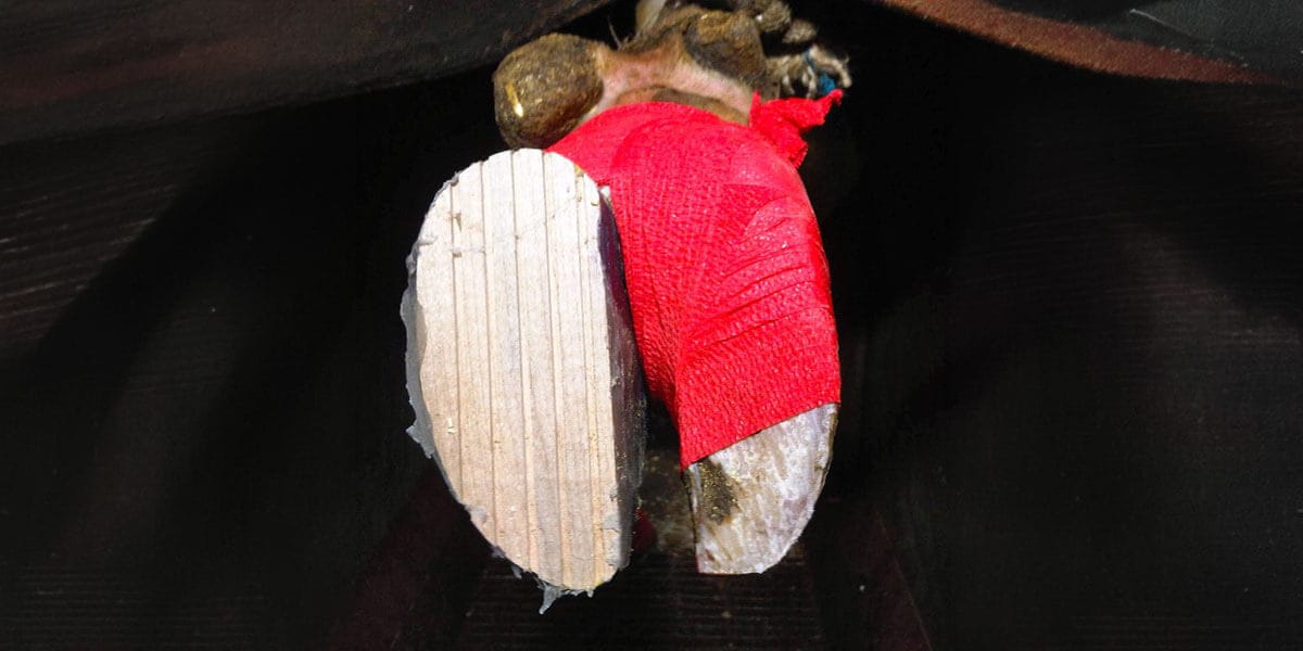 Wooden object wrapped in red material - cow hoof blocking