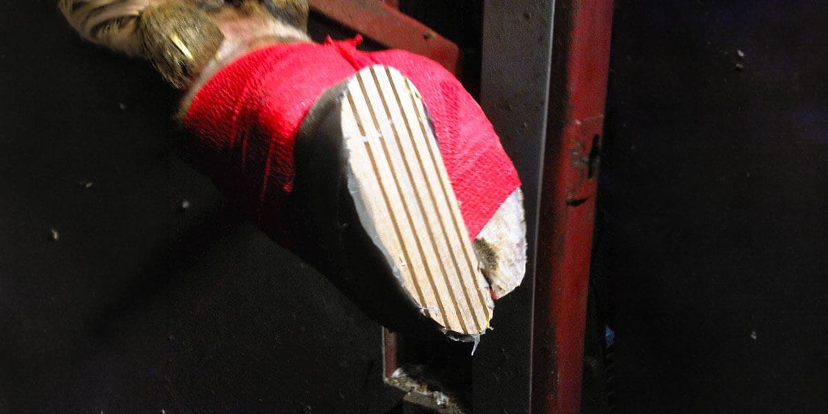 Cow hoof with red tape and wood