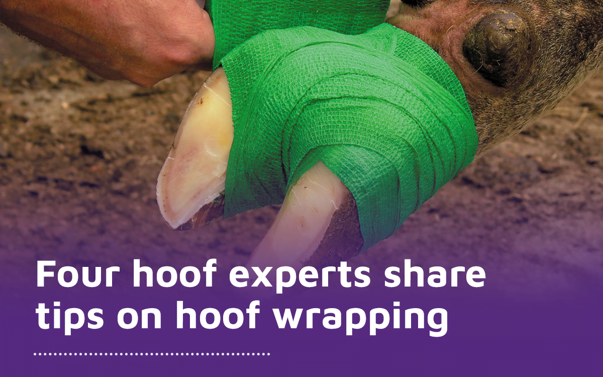 How to Bandage a Cow's Foot? - Diamond Hoof Care