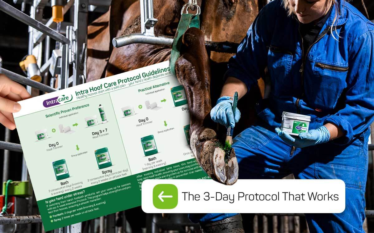 3 day working protocol for fixing cow hoof issues and lameness.