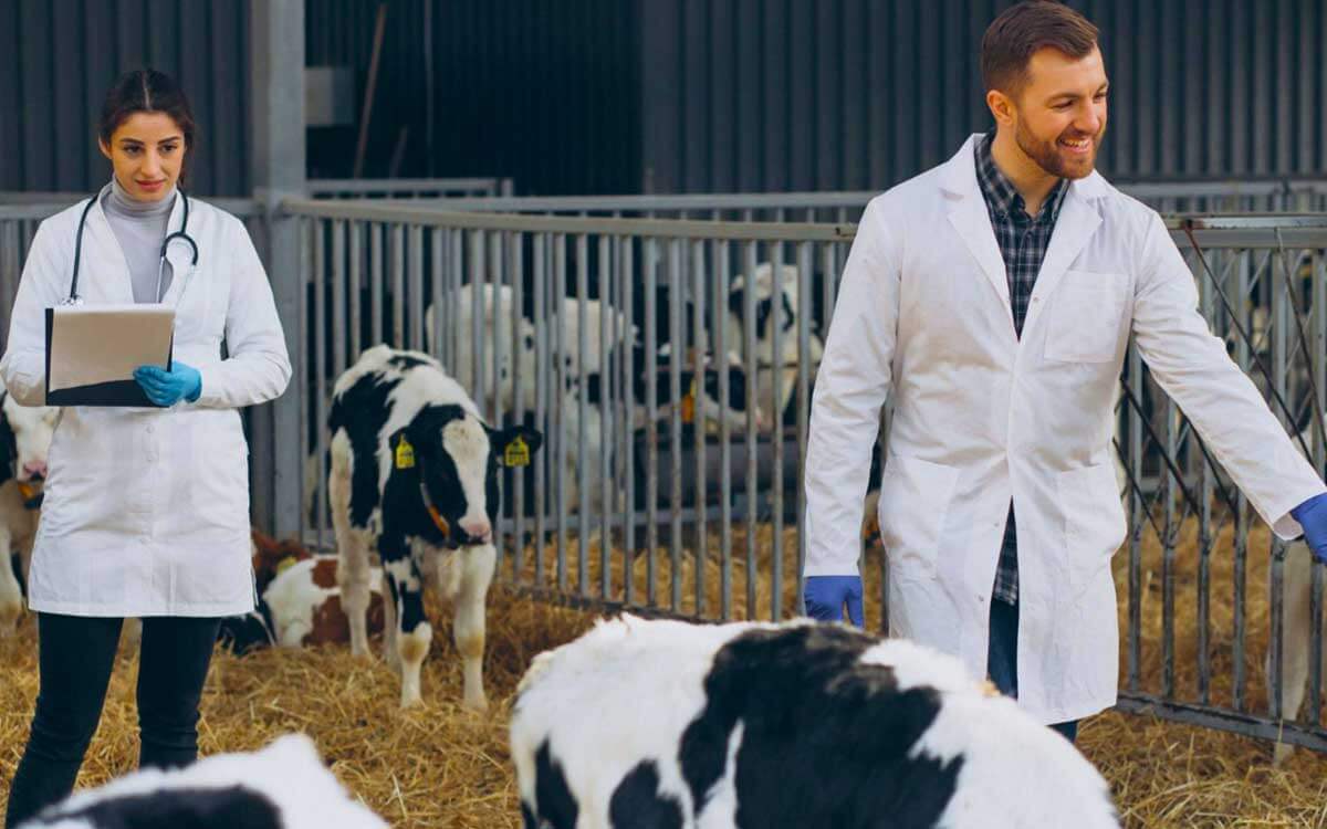 Why DIN-Registered DD Treatment Changes Cattle Hoof Health
