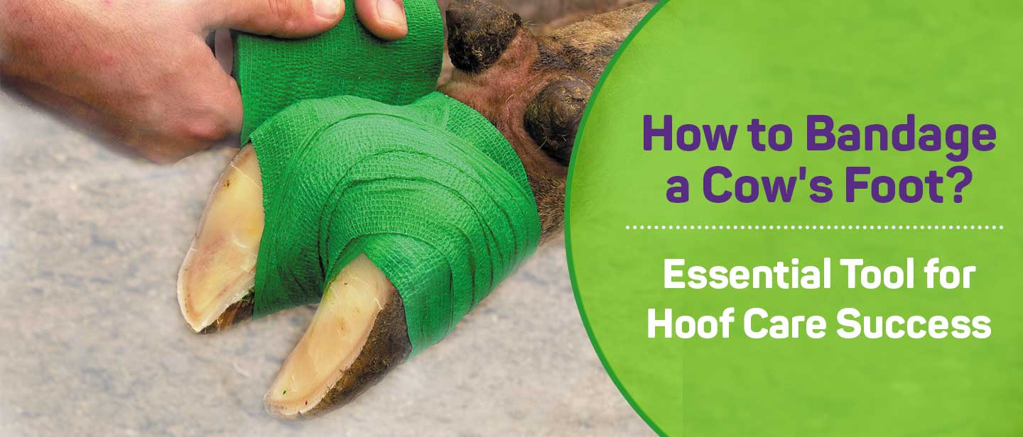 How to Bandage a Cow's Foot? - Diamond Hoof Care