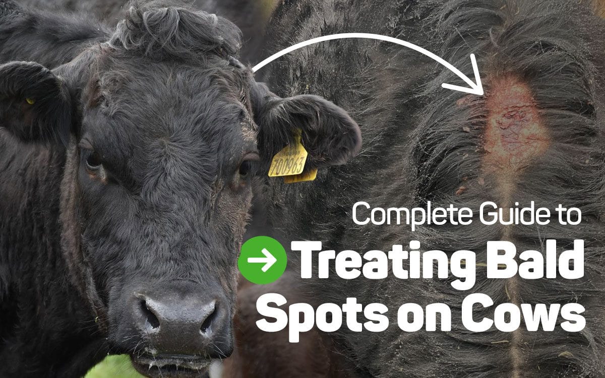 Cattle Hair Loss Treatment: Complete Guide to Treating Bald Spots on Cows
