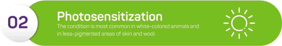 4-Things-That-Cause-Wool-To-Fall-off-Sheep2 Photosensitization is another disease that can cause wool loss. The condition is most common in white-colored animals and in less-pigmented areas of skin and wool. It occurs due to photosensitive chemicals in sheep’s skin coming into contact with sunlight.