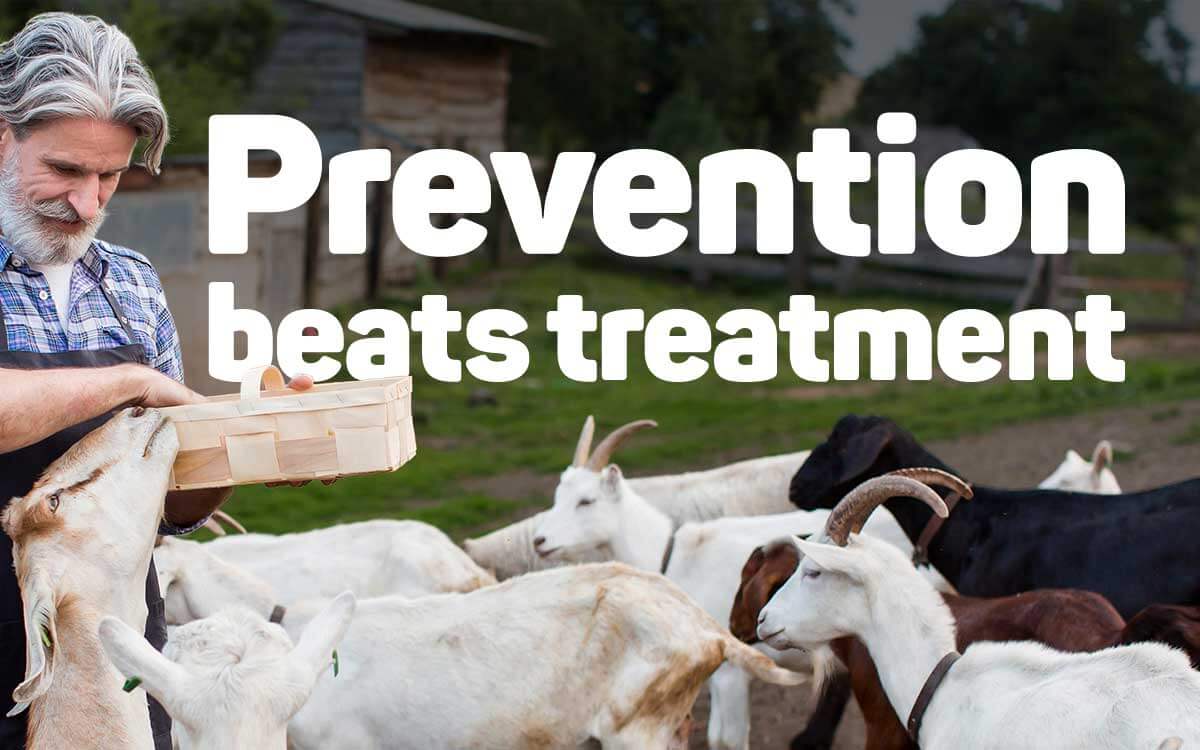 B216 Why Do Goat Horns Peel 4 Common Reasons REFRESH E