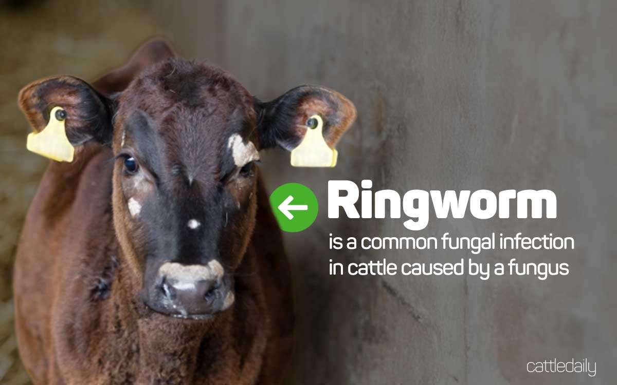 B223 8 Common Causes of Scabs on Cows REFRESH 8