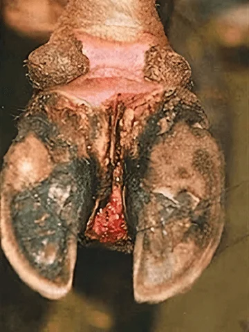 Foot rot in cattle: infected hoof showing foul-smelling lesion between the claws