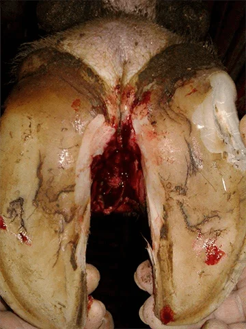 Foot rot in cattle: close-up of interdigital swelling centred above both claws