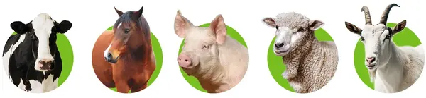 Farm Animals | Diamond Hoof Trimming Products & Supplies