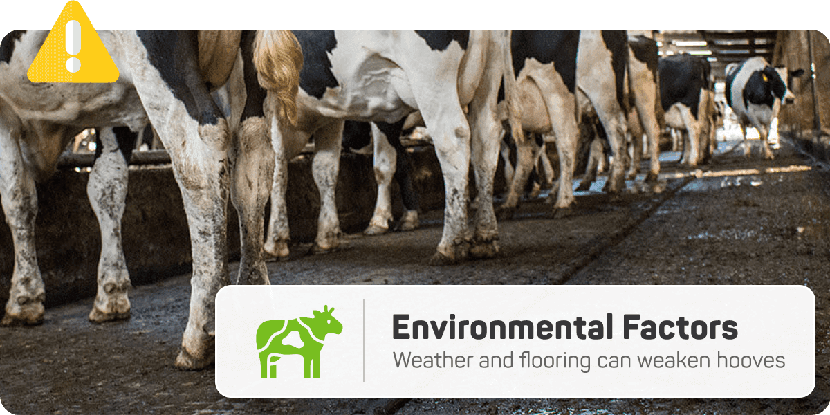 Infections that leads to hoof abscesses.