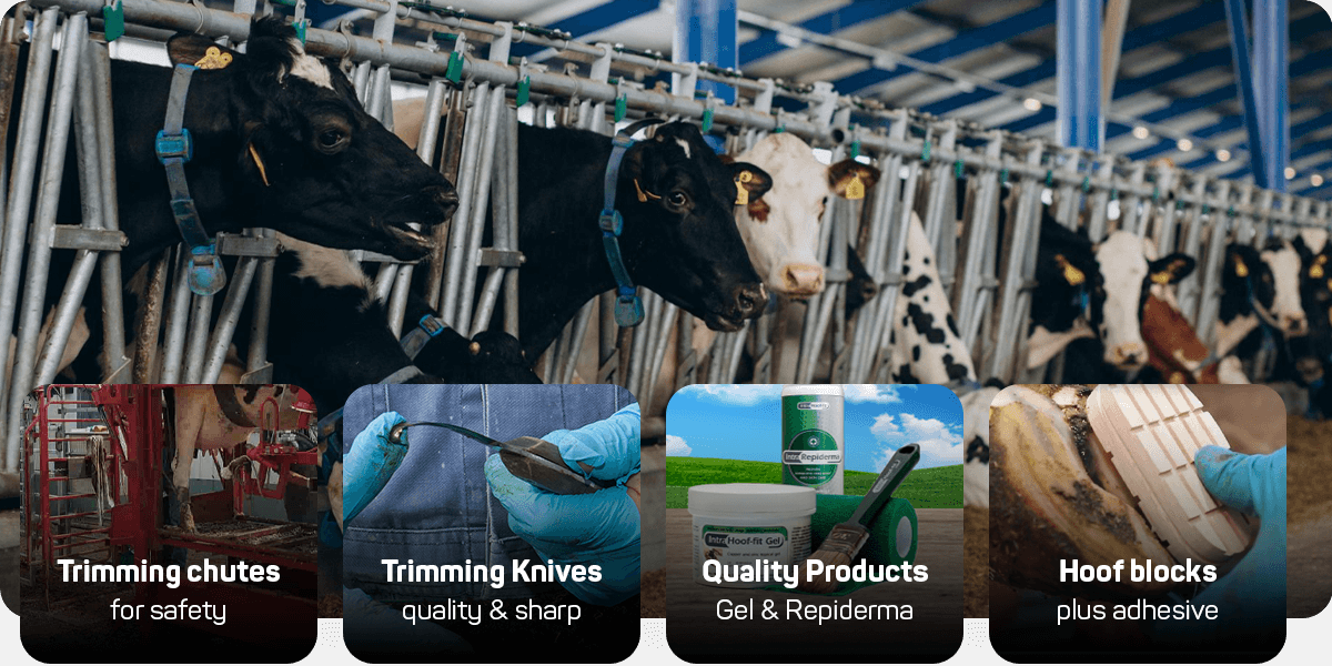 The Bovine Hoof Trimming Process