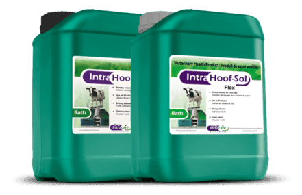 Intra Foot Bath Solutions for dairy cattle