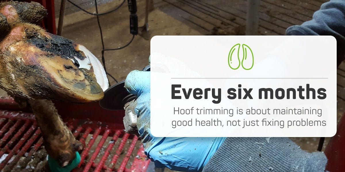 Hoof trimming should be done every six months as part of routine cattle care