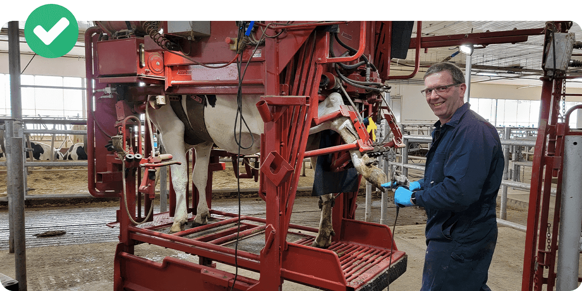 Koos Vis from Diamond Hoof Care performing hoof trimming work in a chute