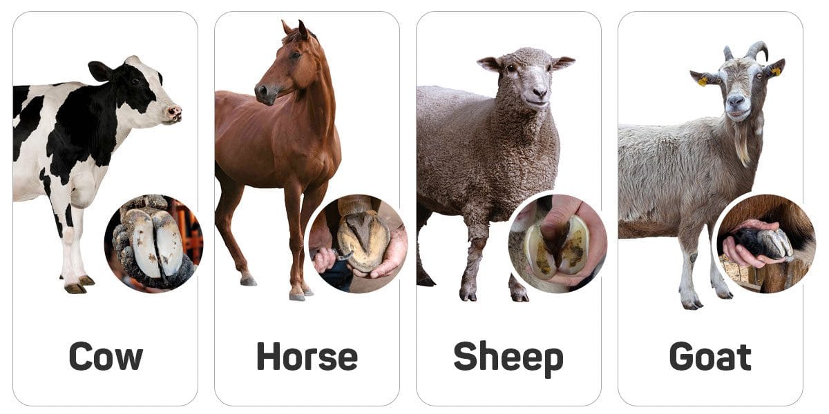 Animals that can have their hooves trimmed: cow, goat, sheep, and horse