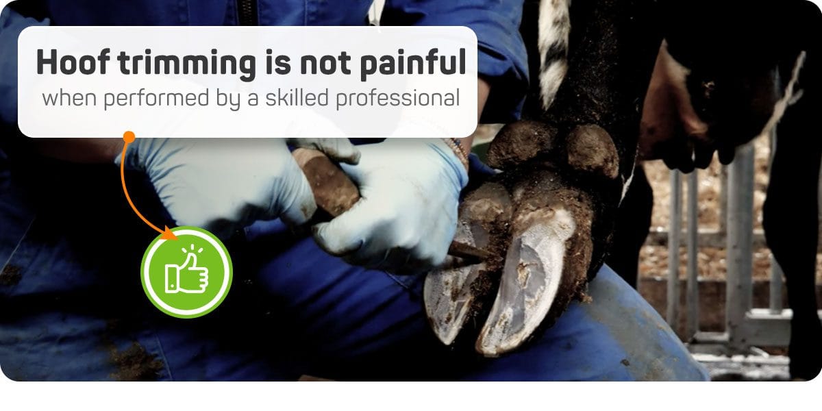 Hoof trimming performed by a skilled professional is not painful for the cow
