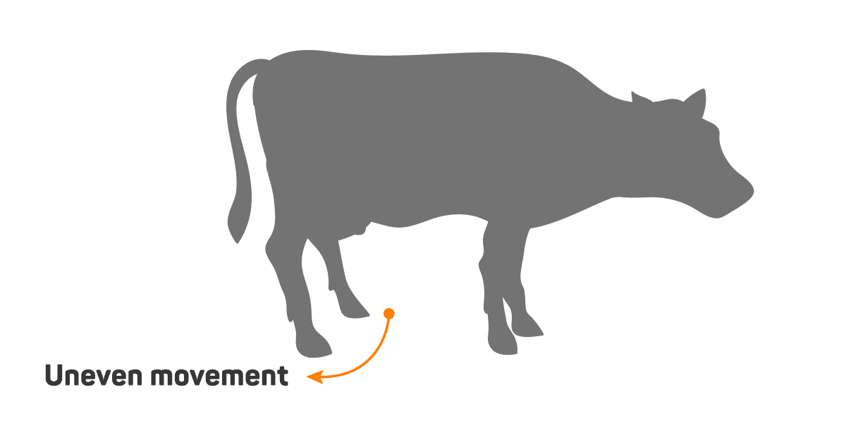 Cow showing uneven movement pattern that indicates potential hoof issues