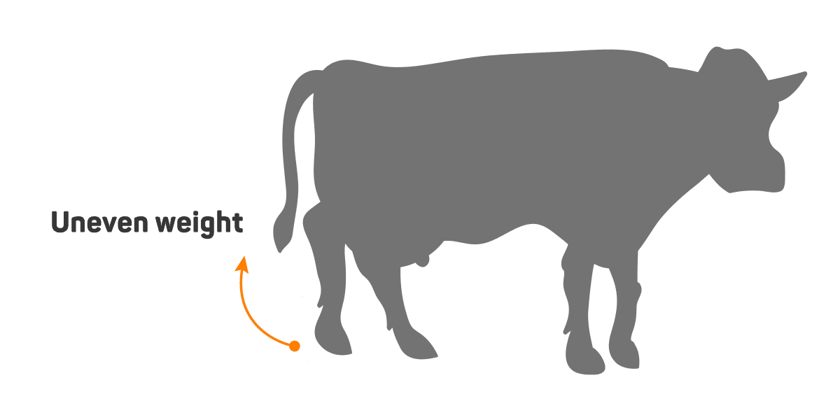 Cow showing uneven hoof height, a common lameness indicator