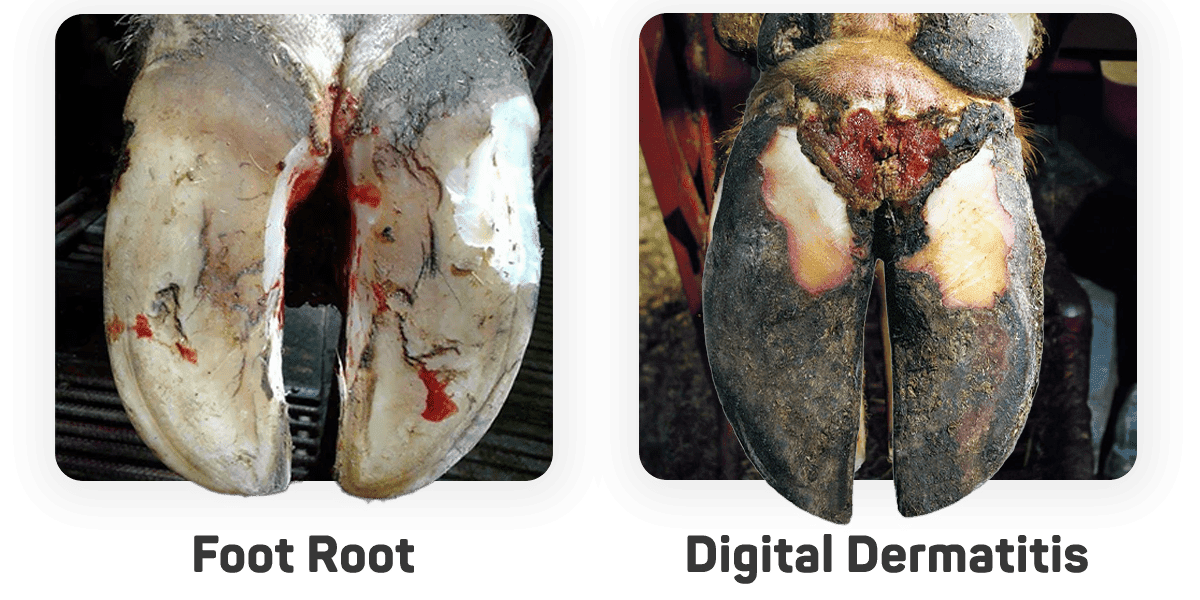 Foot rot and digital dermatitis visible on a cattle hoof