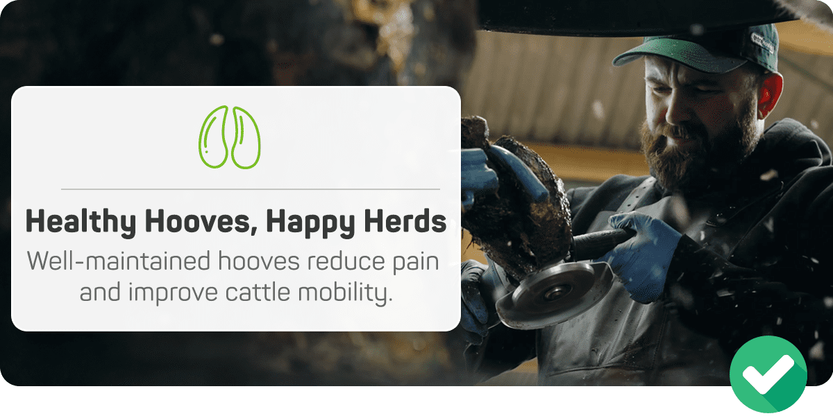 Well-maintained hooves reduce pain and improve cattle mobility and milk production