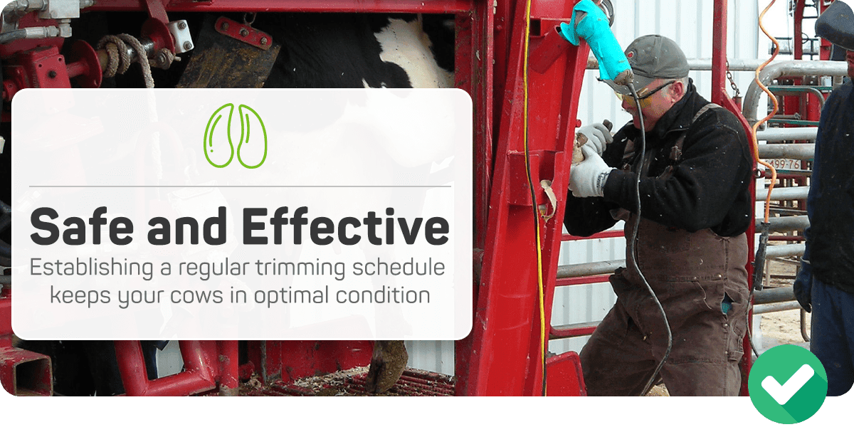 Hoof trimming is a safe and effective practice for dairy cows when performed correctly