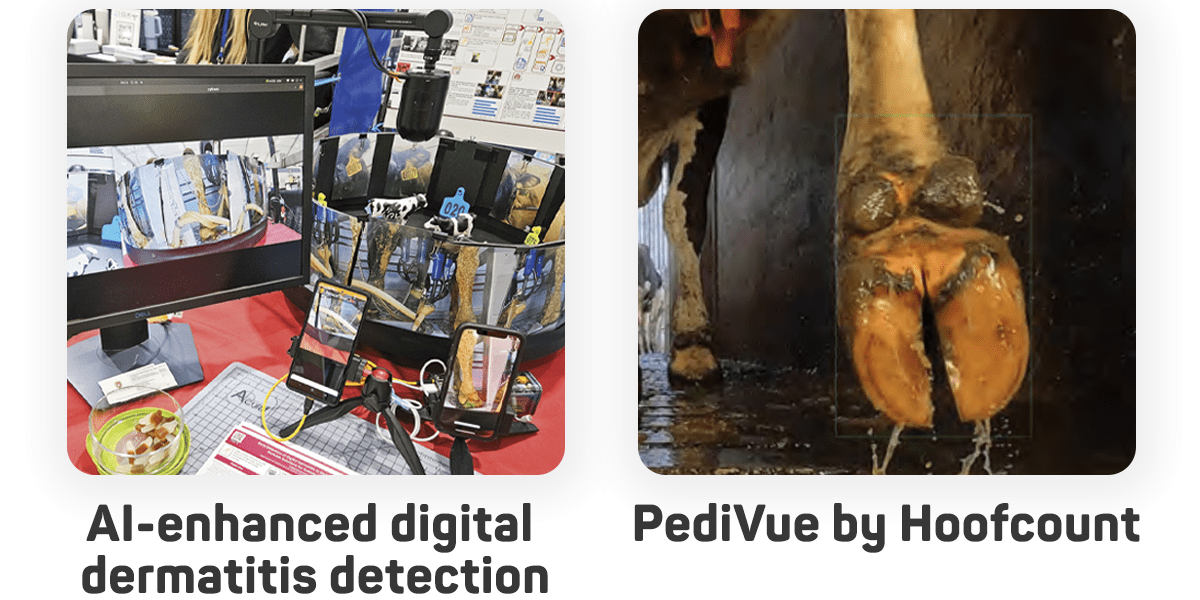 AI and camera tools being used for livestock hoof health monitoring on dairy farms