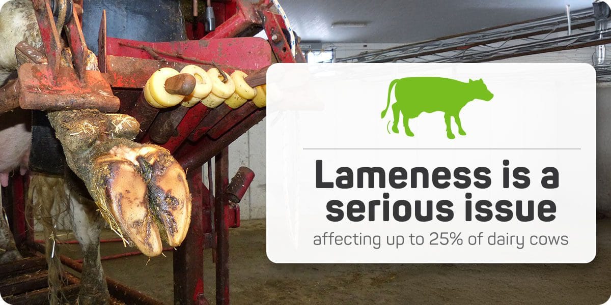 Lameness is a serious issue, affecting up to 25% of dairy cows worldwide.