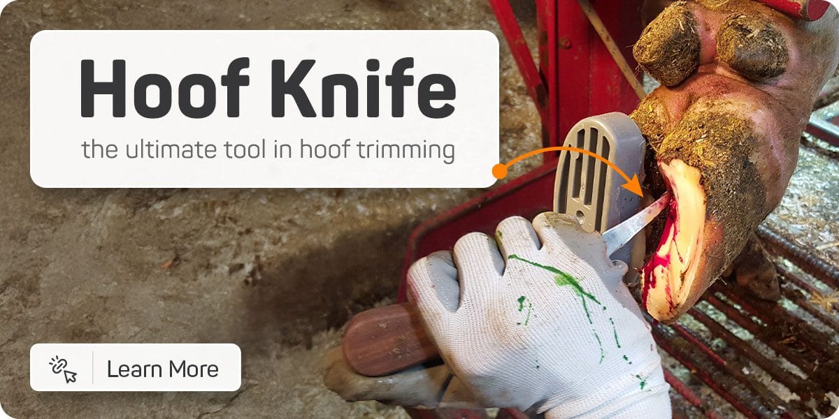 harp hoof knives: Use for precision cutting, such as for treating sole ulcers and cleaning up loose horn, ensuring a clean and effective trim.