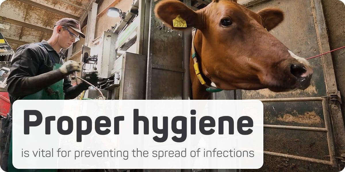 A clean and organized trimming space makes the process smoother and helps ensure better health outcomes for your cows.