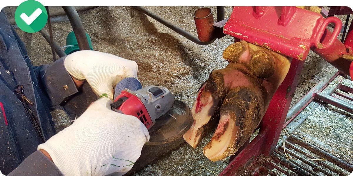 Hoof trimming work.