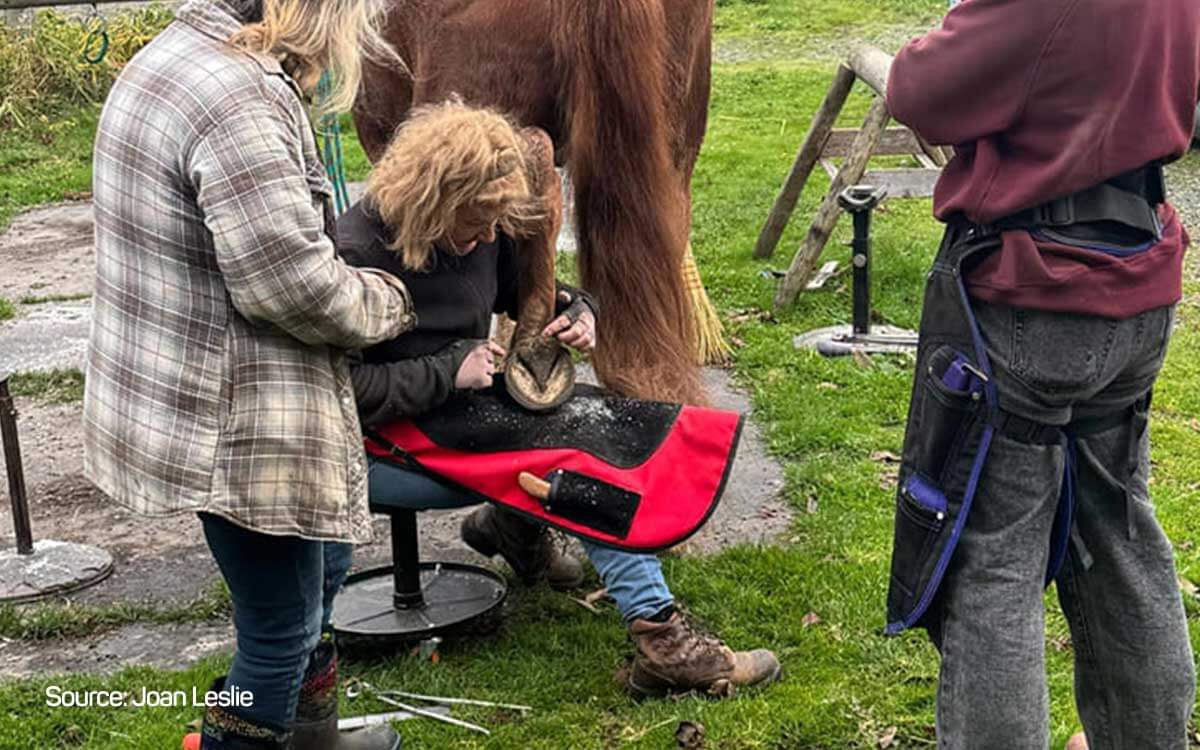 C21 Horse Hoof vs Cow Hoof 3a