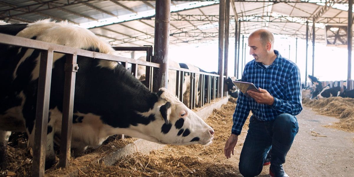 C029 Digital Dermatitis in Feedlots The Growing Challenge Beef Producers Can No Longer Ignore
