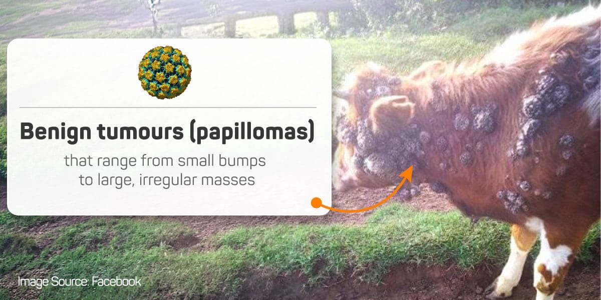 Bovine papillomavirus warts on cattle neck showing characteristic cauliflower growth pattern