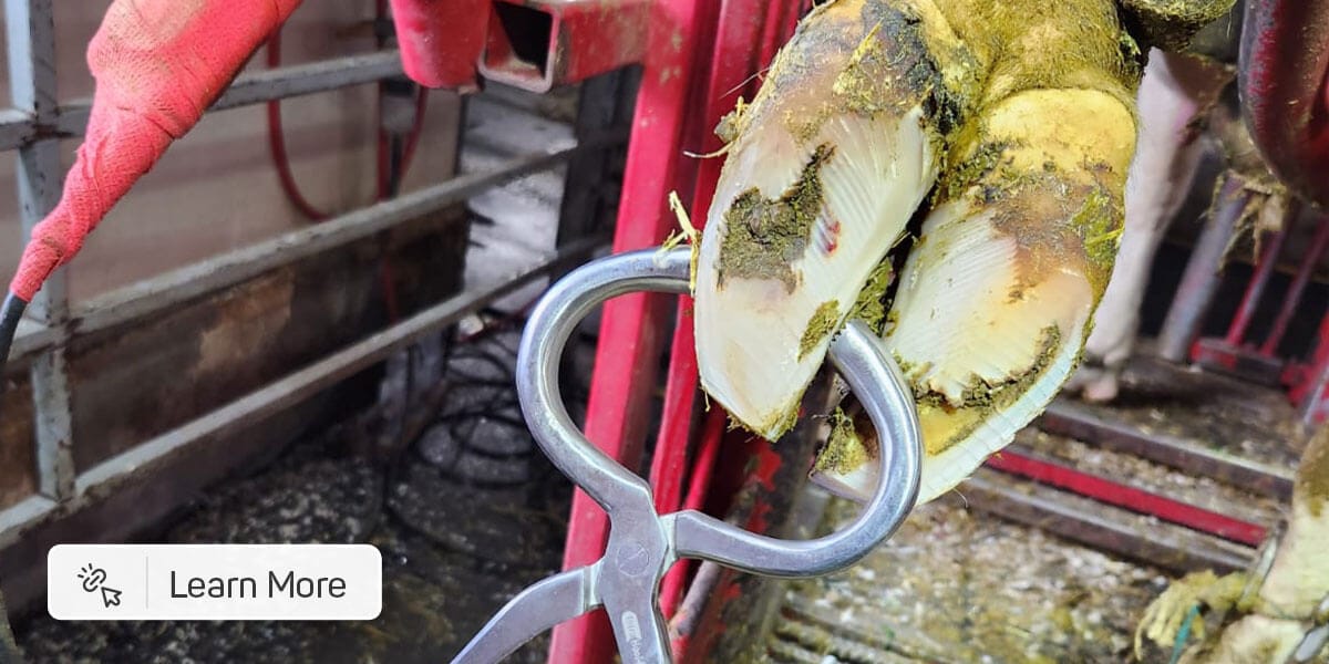 Animal hoof care with tools visible