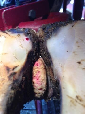 Corn lesion in the interdigital space of a cow's hoof, clinical photo