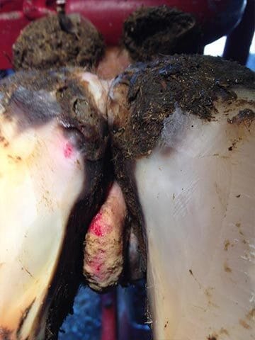 Corn lesion between the claws of a dairy cow's hoof, close-up view