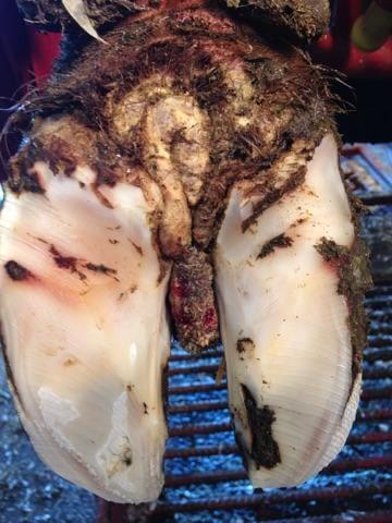 Corn location in the heel region between the two claws of a dairy cow's hoof