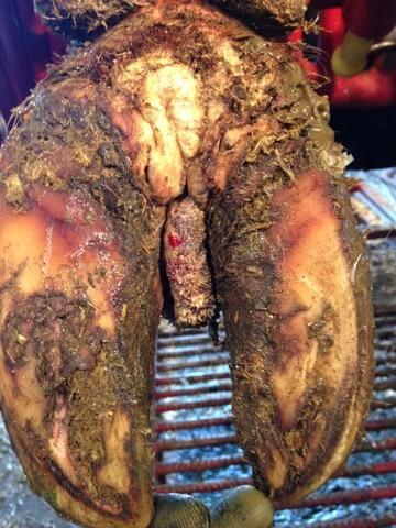 Interdigital hyperplasia in cattle: corn visible in the heel space of the hoof