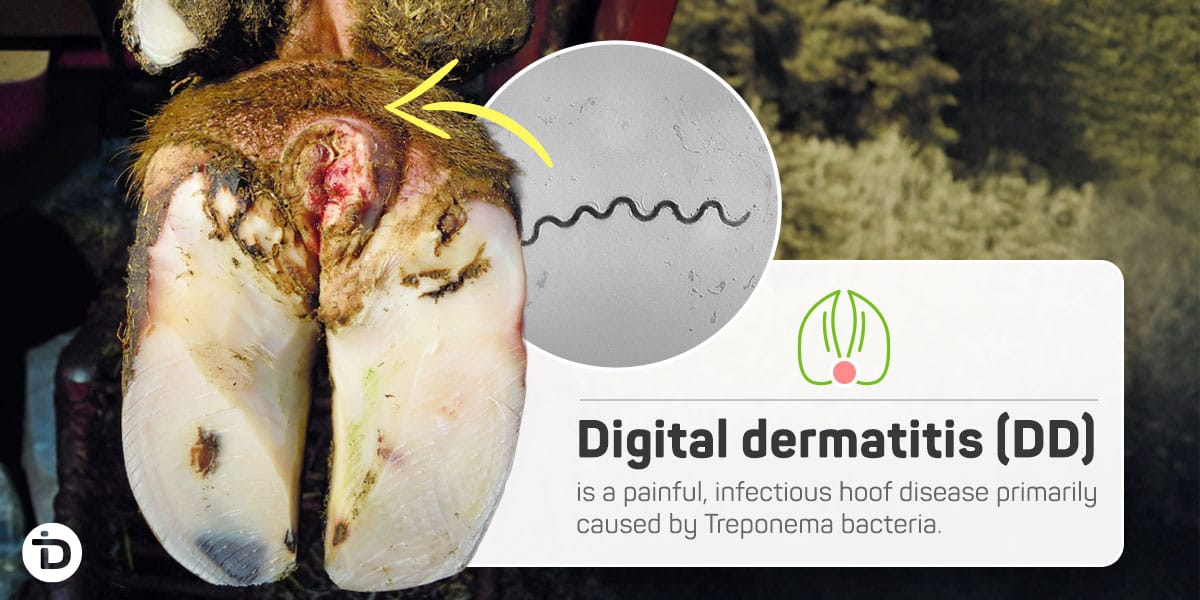 Digital dermatitis is a painful infectious hoof disease primarily caused by Treponema bacteria