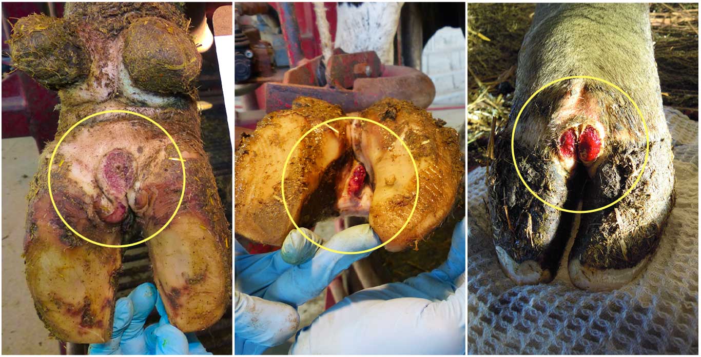 Digital dermatitis (Mortellaro's disease) lesion on dairy cow hoof