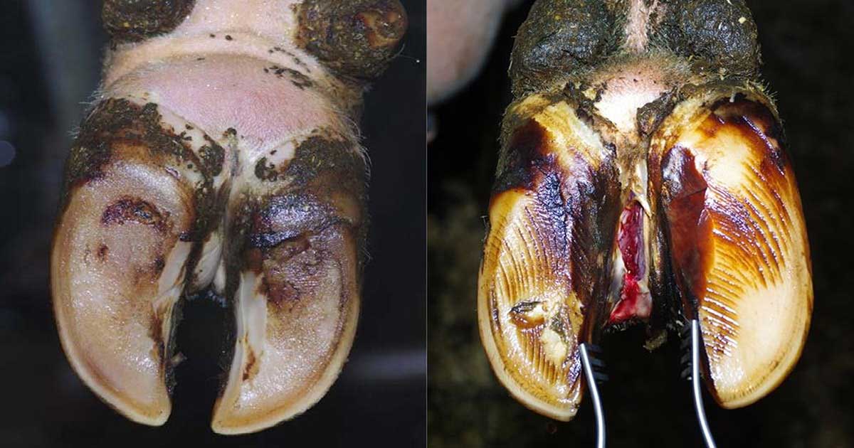 Foot rot showing interdigital swelling in dairy cow