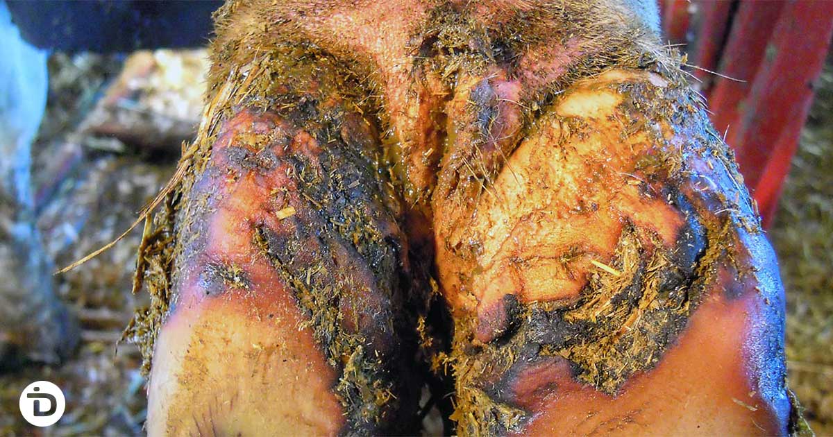 Cattle hoof showing eroded heel bulb skin and V-shaped ridges characteristic of interdigital dermatitis