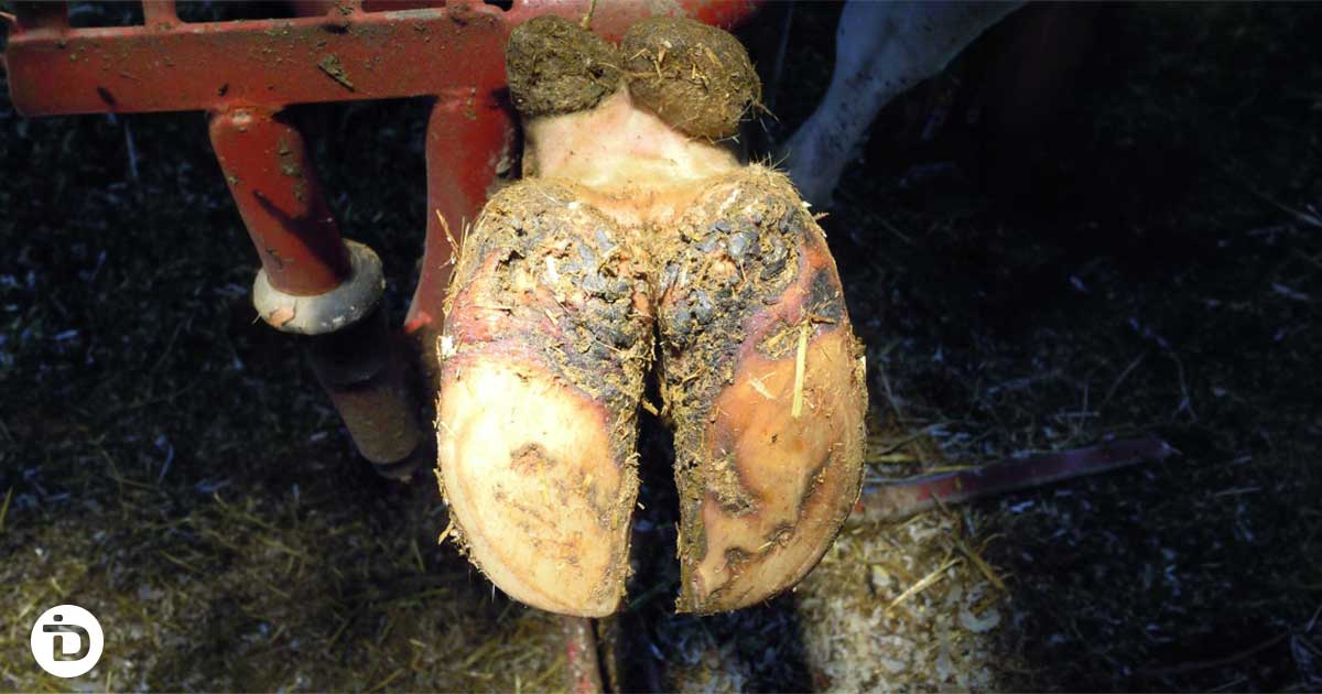 Rear view of a dairy cow hoof in a trimming cradle showing the heel bulb location affected by interdigital dermatitis