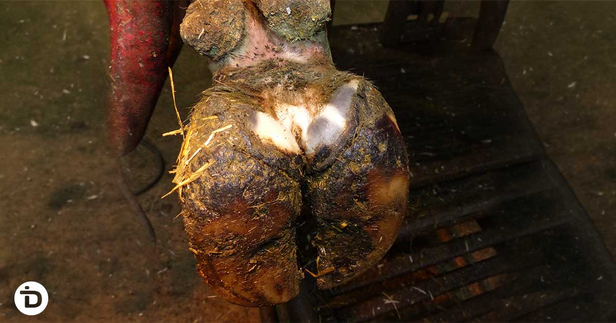 Top view of a cattle hoof on a trimming grate showing darkened, contaminated heel bulbs with interdigital dermatitis