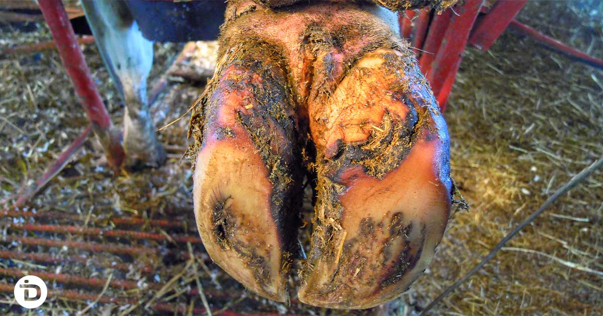Laminitis showing sole hemorrhages in dairy cow hoof trimming