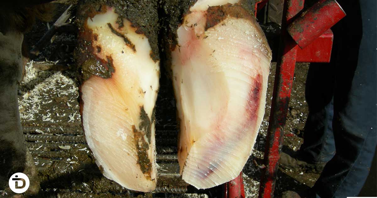 Three forms of laminitis in dairy cattle: acute, subclinical, and chronic claw changes
