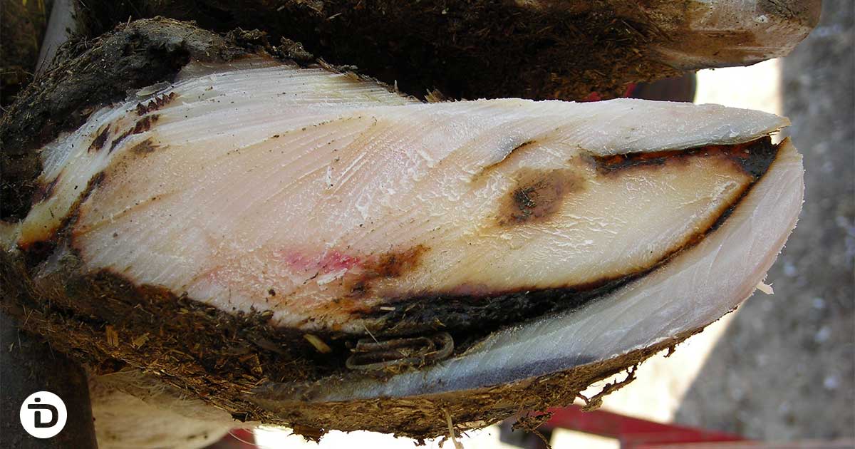 Laminitis recognition at the trim chute: sole hemorrhage, thin soles, and ring formations on the hoof wall